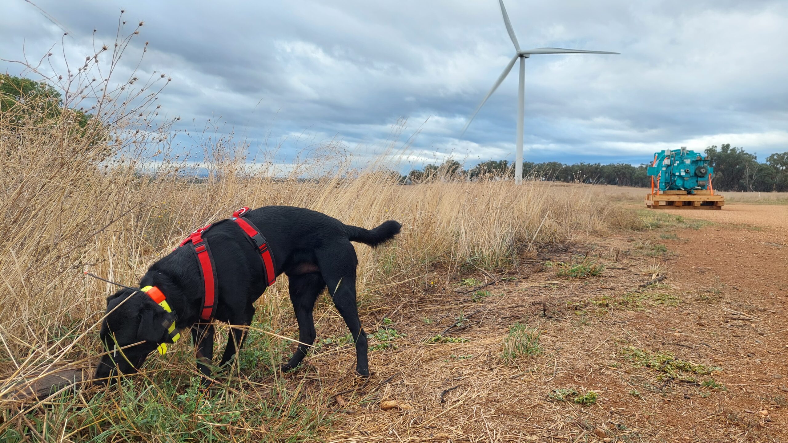 Detection Dogs – Who What Where Why?