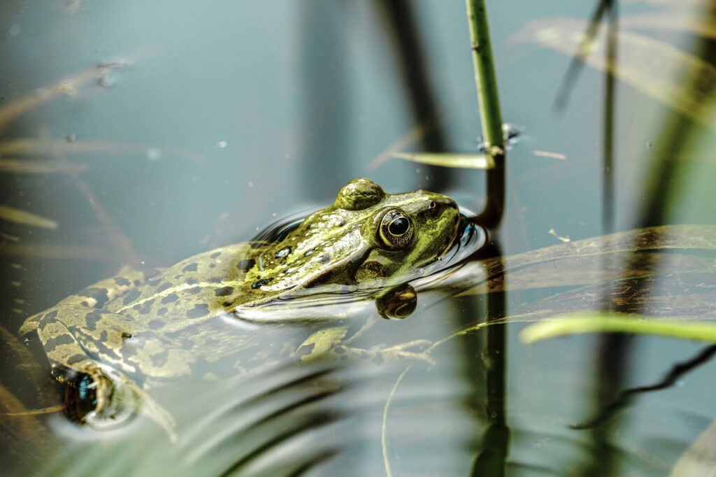 amphibian, frog, pond-7253136.jpg